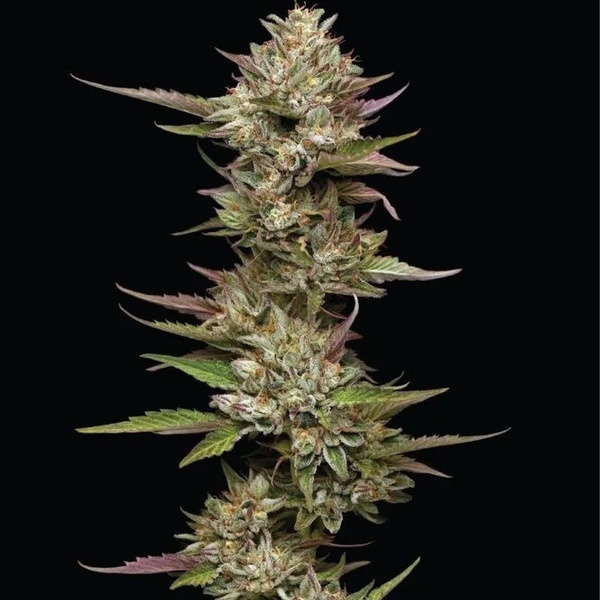 Moon Fog (Humboldt Seed Company) nasiona marihuany feminizowane