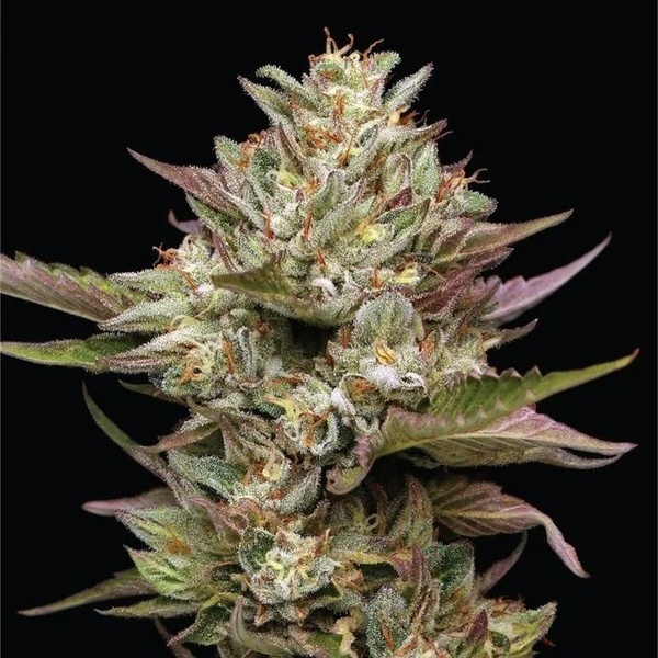 Moon Fog (Humboldt Seed Company) nasiona marihuany feminizowane