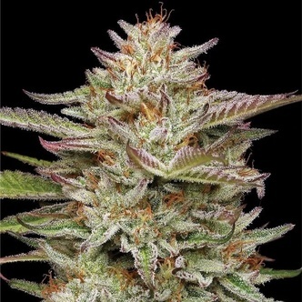 Banana OG Automat (Humboldt Seed Company) nasiona feminizowane