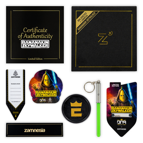 Bananakin Skywalker (Zamnesia Seeds x DNA Genetics) feminizowane