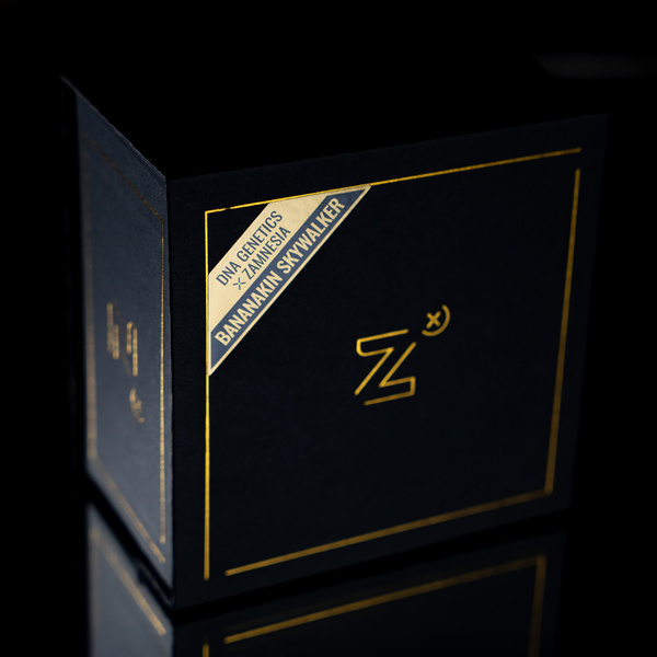 Bananakin Skywalker (Zamnesia Seeds x DNA Genetics) feminizowane