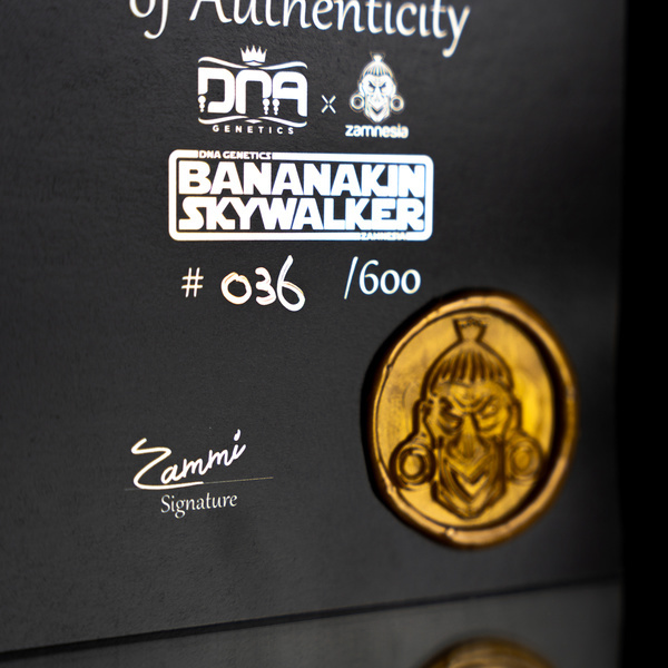 Bananakin Skywalker (Zamnesia Seeds x DNA Genetics) feminizowane
