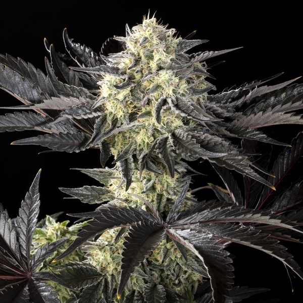 Zoap Rosé (Kannabia) feminizowane