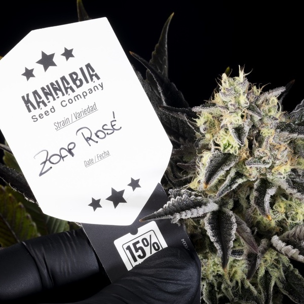 Zoap Rosé (Kannabia) feminizowane
