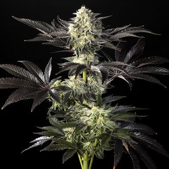 Zoap Rosé (Kannabia) feminizowane