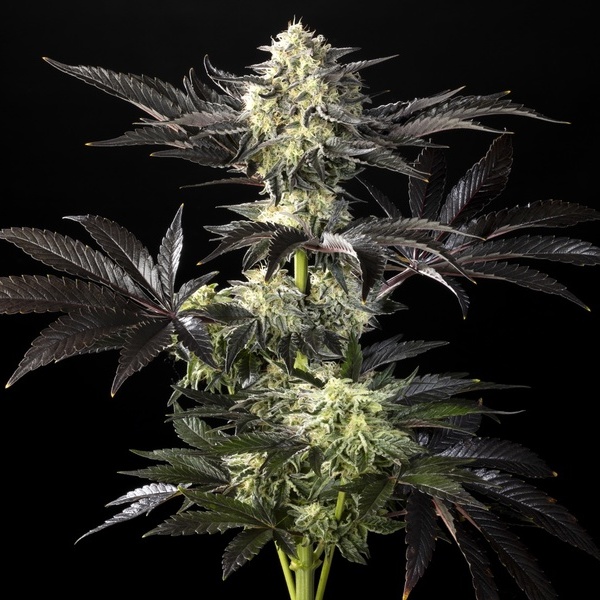 Zoap Rosé (Kannabia) feminizowane