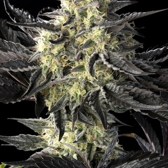 Zoap Rosé (Kannabia) feminizowane