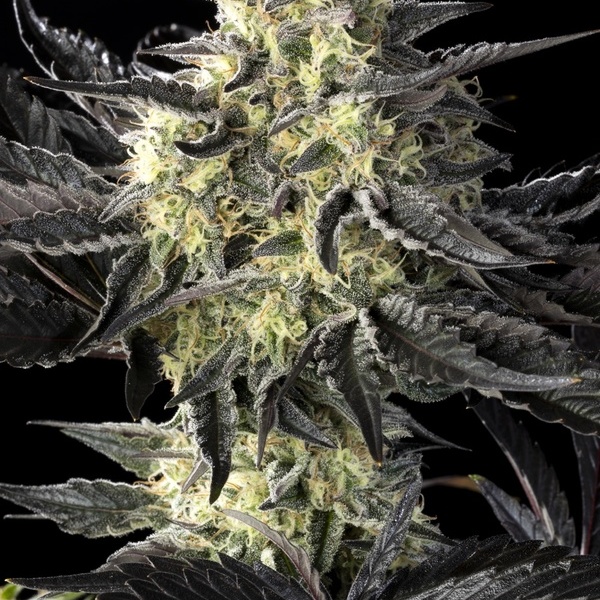 Zoap Rosé (Kannabia) feminizowane