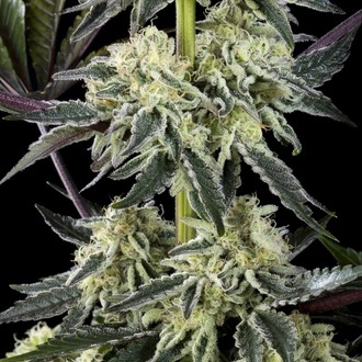 Zoap Rosé (Kannabia) feminizowane