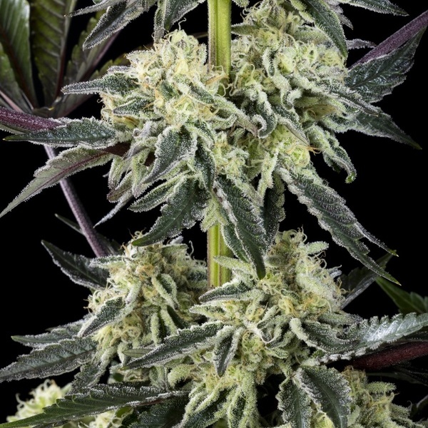 Zoap Rosé (Kannabia) feminizowane