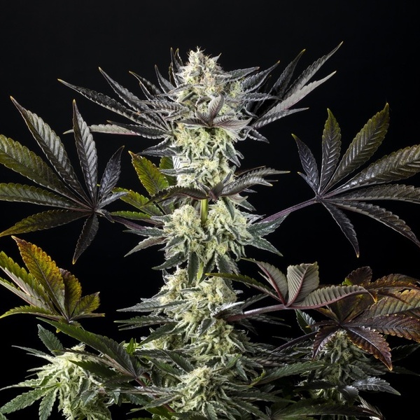 Zoap Rosé (Kannabia) feminizowane