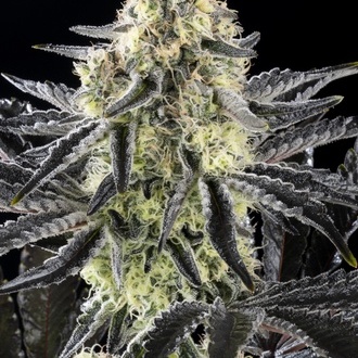 Zoap Rosé (Kannabia) feminizowane