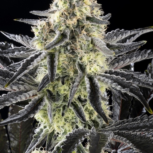 Zoap Rosé (Kannabia) feminizowane