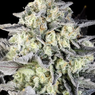 Zoap Rosé (Kannabia) feminizowane