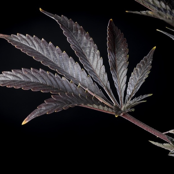 Zoap Rosé (Kannabia) feminizowane