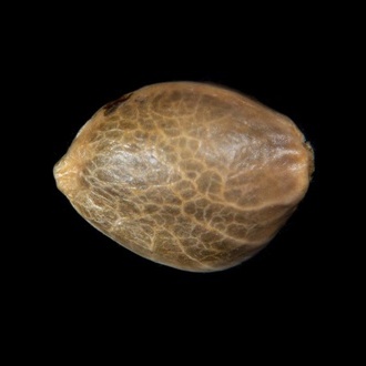 Zoap Rosé (Kannabia) feminizowane