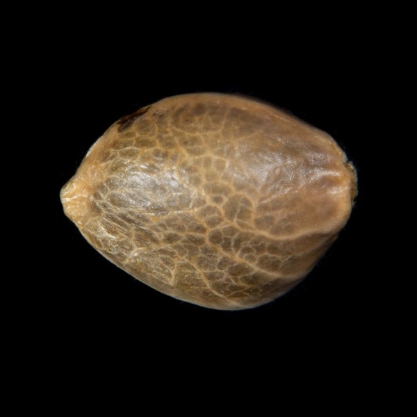 Zoap Rosé (Kannabia) feminizowane