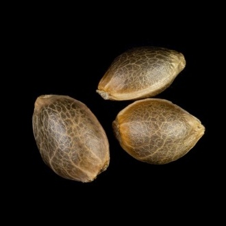 Zoap Rosé (Kannabia) feminizowane