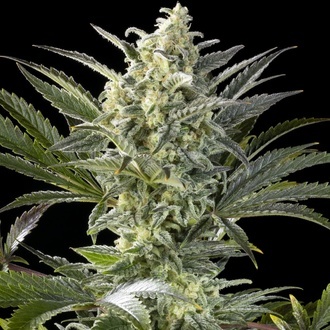 Clementine Slush (Kannabia) feminizowane