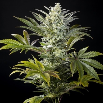 Clementine Slush (Kannabia) feminizowane