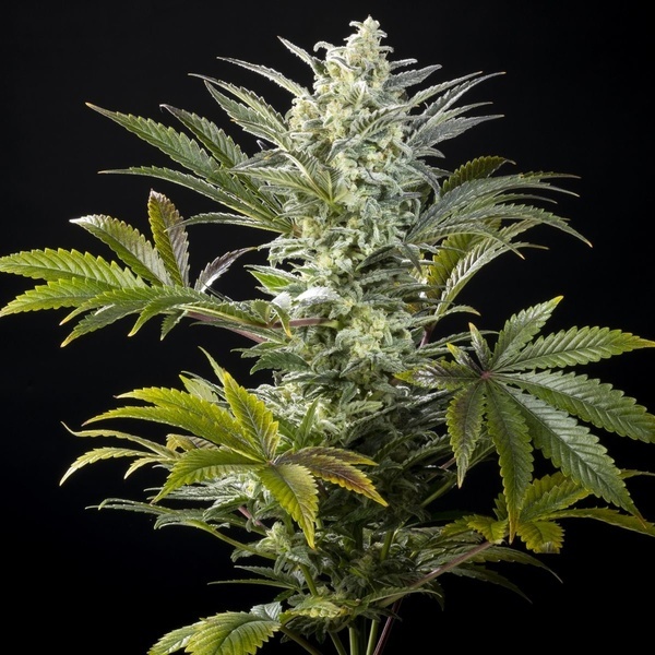 Clementine Slush (Kannabia) feminizowane