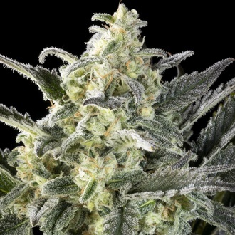 Clementine Slush (Kannabia) feminizowane