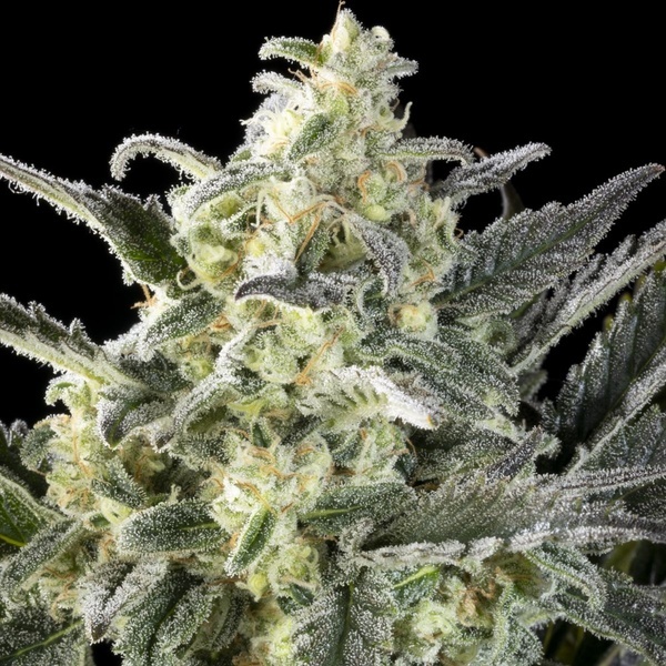 Clementine Slush (Kannabia) feminizowane