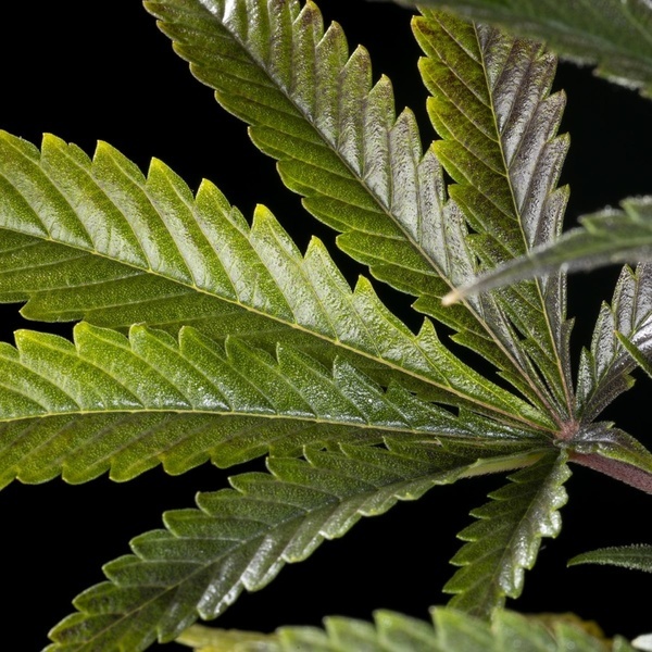 Clementine Slush (Kannabia) feminizowane