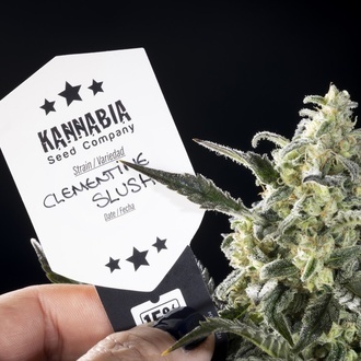 Clementine Slush (Kannabia) feminizowane