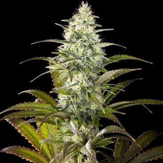 Clementine Slush (Kannabia) feminizowane