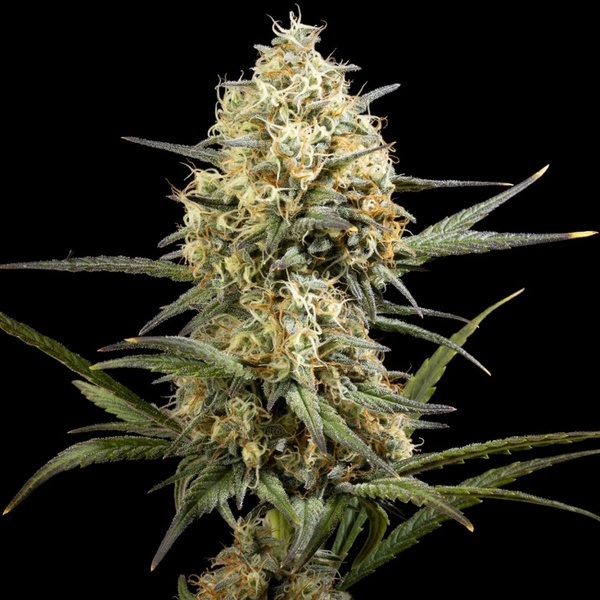 Clementine Slush (Kannabia) feminizowane