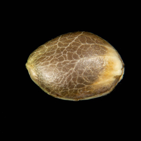 Clementine Slush (Kannabia) feminizowane