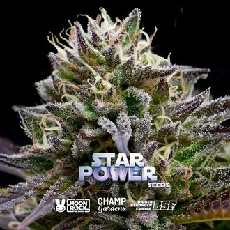 Star Power (BSF Seeds x Moon Rock) feminizowane