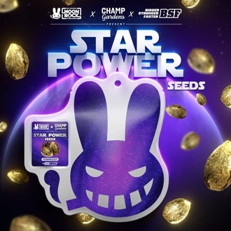 Star Power (BSF Seeds x Moon Rock) feminizowane