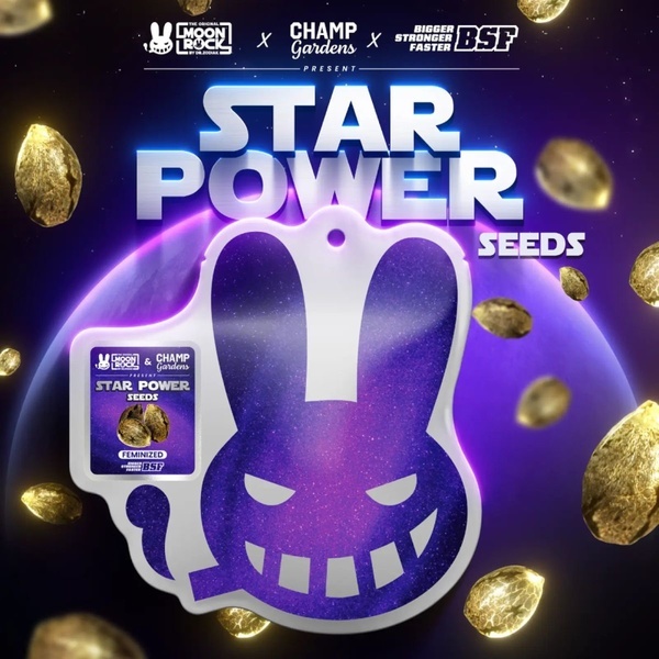 Star Power (BSF Seeds x Moon Rock) feminizowane
