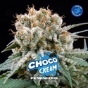 Choco Cream (BSF Seeds) nasiona marihuany feminizowane