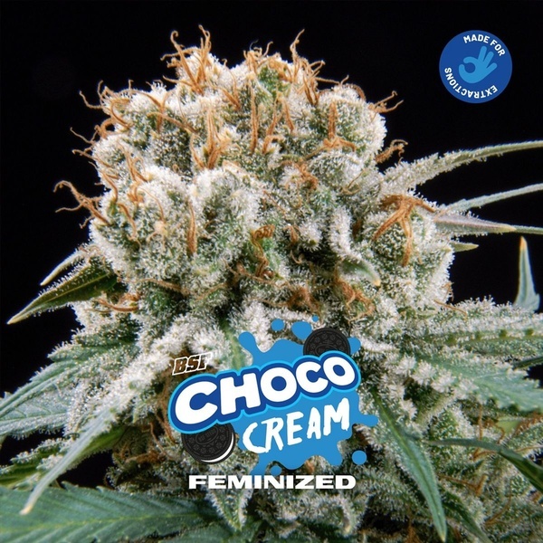 Choco Cream (BSF Seeds) nasiona marihuany feminizowane