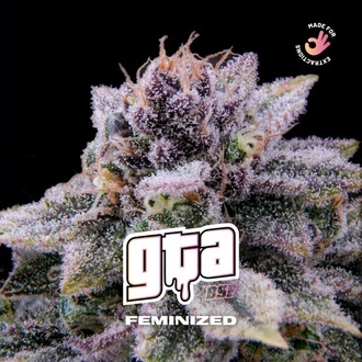 GTA (BSF Seeds) feminizowane