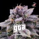 GTA (BSF Seeds) feminizowane