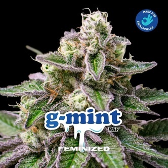 G-Mint (BSF Seeds) feminizowane