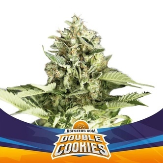 Double Cookies Automat (BSF Seeds) feminizowane