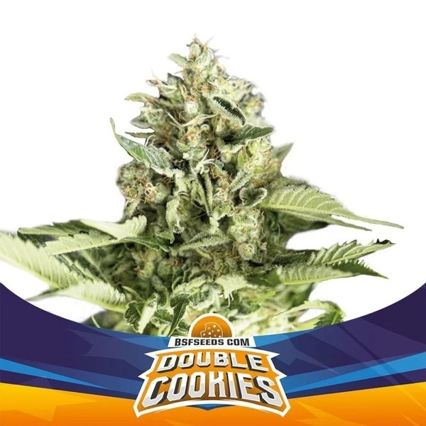 Double Cookies Automat (BSF Seeds) feminizowane