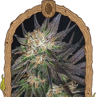 Georgia Cream (Exotic Seed) feminizowane