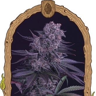 Quick Black Lemon (Exotic Seed) feminizowane