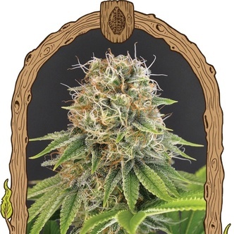 Wedding Monkey (Exotic Seed) feminizowane