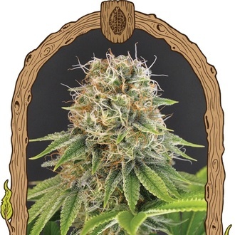 Wedding Monkey (Exotic Seed) feminizowane