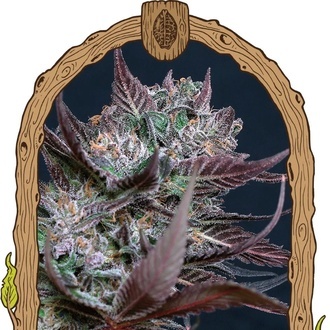 Black Lemon (Exotic Seed) feminizowane