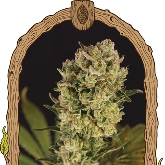 Candy Jungle Automat (Exotic Seed) feminizowane