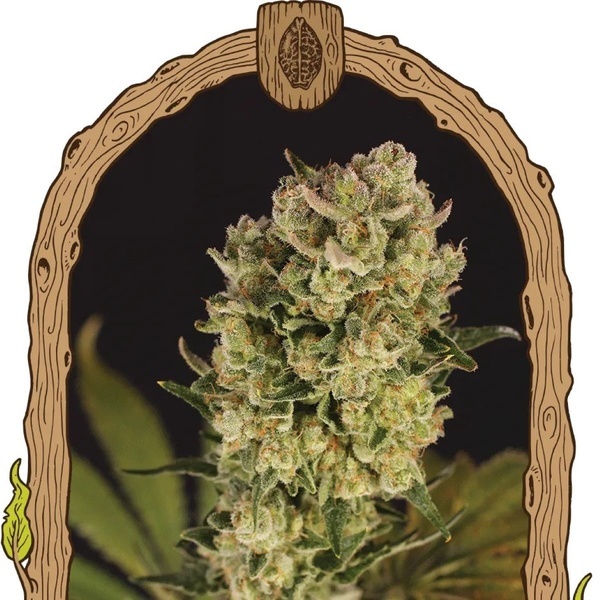 Candy Jungle Automat (Exotic Seed) feminizowane