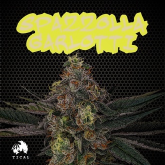 Spazzola Garletti (TICAL) feminizowane